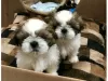 Photo №1. shih tzu - à vendre en ville de Auckland | 340€ | Annonce №56631