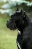 Photos supplémentaires: Chiots Cane Corso