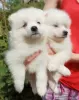 Photos supplémentaires: Chiots Spitz japonais