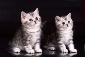 Photos supplémentaires: Chatons britanniques en marbre en peluche