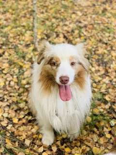 Photos supplémentaires: OFFERT POUR TRICOTER UN MÂLE DE CHIEN BERGER AUSTRALIEN!