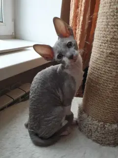 Photo №1. cornish rex - à vendre en ville de Moscou | 449€ | Annonce № 1315