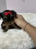 Photo №1. yorkshire terrier - à vendre en ville de Minsk | 281€ | Annonce №11568