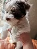 Photo №4. Je vais vendre yorkshire terrier en ville de Зальцбург. annonce privée - prix - 1200€