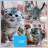 Photo №1. scottish fold - à vendre en ville de Minsk | négocié | Annonce № 43879