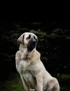 Photo №3. Chiots de dogue espagnol. Ukraine