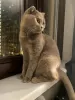 Photo №4. Je vais vendre british shorthair en ville de Москва. annonce privée - prix - Gratuit