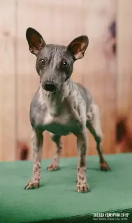 Photo №1. american hairless terrier - à vendre en ville de Izhevsk | Gratuit | Annonce №2572