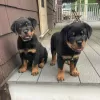 Photo №1. rottweiler - à vendre en ville de Berlin | négocié | Annonce №119708