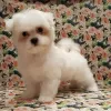 Photo №1. bichon maltais - à vendre en ville de Terre Haute | négocié | Annonce №108747