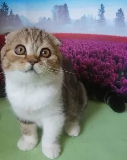 Photo №2 de l'annonce № 7009 de la vente scottish fold - acheter à Fédération de Russie de la fourrière