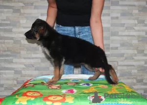 Photo №3. Chiots de berger allemand 2-3 mois du chenil. Ukraine