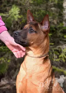 Photo №4. Je vais vendre chien thaïlandais à crête dorsale en ville de Minsk. éleveur - prix - Négocié