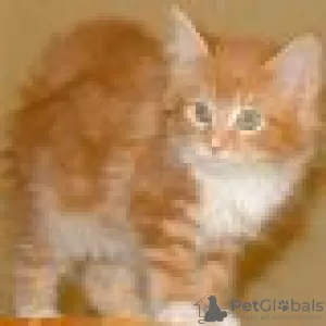 Photo №2 de l'annonce № 129224 de la vente maine coon - acheter à Suisse éleveur