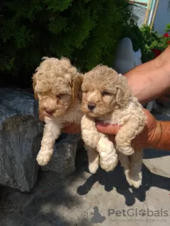 Photo №1. caniche (jouet) - à vendre en ville de Titel | 300€ | Annonce №61077