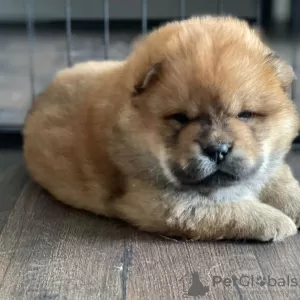 Photo №2 de l'annonce № 115795 de la vente chow-chow - acheter à Allemagne de la fourrière, de l'abri, éleveur