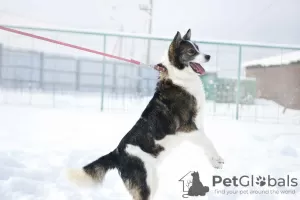 Photos supplémentaires: Merveilleux chien Hanik cherche une maison!