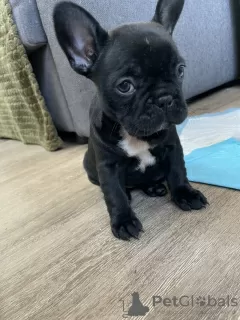 Photo №4. Je vais vendre bouledogue en ville de Düsseldorf. annonce privée - prix - 404€