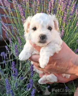 Photo №1. bichon bolonais - à vendre en ville de Bogumin | négocié | Annonce №20358