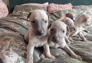 Photo №3. Beaux chiots whippet enregistrés au KC. USA