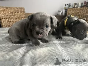 Photo №4. Je vais vendre bouledogue en ville de Bryansk.  - prix - 274€