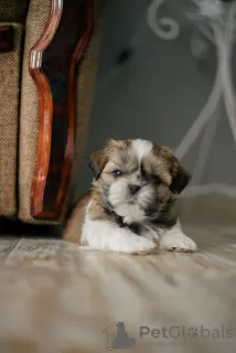 Photos supplémentaires: Achetez un chiot shih tzu à Kiev.