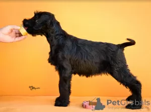 Photos supplémentaires: Chiots Schnauzer Géant