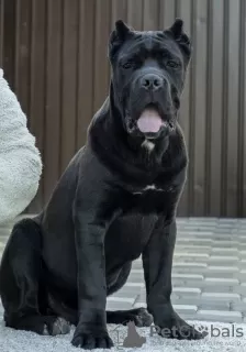 Photos supplémentaires: Cane Corso