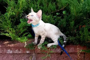 Photos supplémentaires: Chaton bengal des neiges