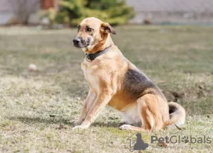 Photo №3. Sauvez la chienne Lexi, elle a un besoin urgent d'un foyer. Biélorussie