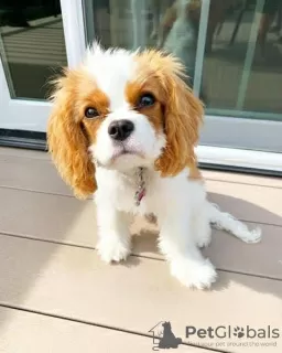 Photo №1. cavalier king charles spaniel - à vendre en ville de Flagstaff | 379€ | Annonce №127295