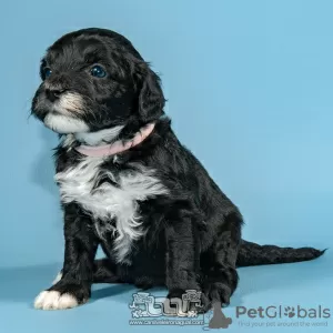 Photo №1. chien d'eau portugais - à vendre en ville de Evora | négocié | Annonce №98484