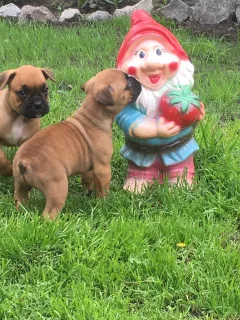 Photos supplémentaires: Boxer rousse chiots de Pâques