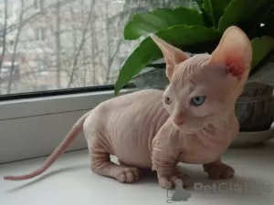 Photo №1. sphynx - à vendre en ville de Oslo | négocié | Annonce № 76909