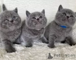 Photo №1. british shorthair - à vendre en ville de Paris | Gratuit | Annonce № 109316