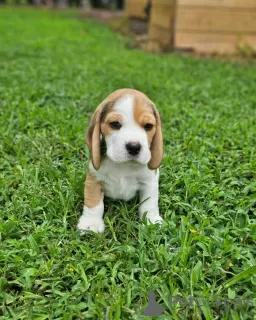 Photo №4. Je vais vendre beagle en ville de Leipzig. annonce privée - prix - 423€