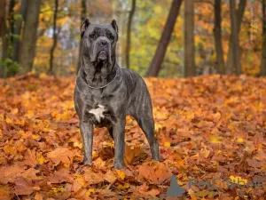 Photos supplémentaires: Chiots Cane Corso