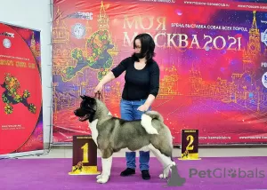 Photos supplémentaires: Chiots Akita américain