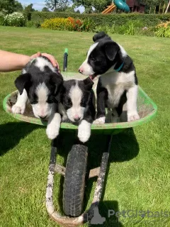 Photo №1. border collie - à vendre en ville de Santa Rita | 615€ | Annonce №56330