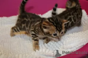 Photo №3. 2 adorables chatons Bengal à adopter maintenant. Pologne