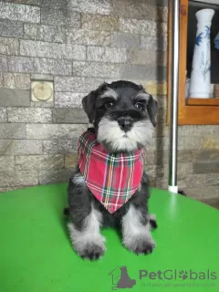 Photos supplémentaires: Schnauzer nain BEAUX chiots