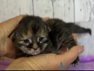 Photo №1. maine coon - à vendre en ville de Aserri | 189€ | Annonce № 92172