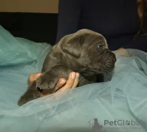 Photo №1. cane corso - à vendre en ville de Tolyatti | 514€ | Annonce №8314