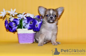 Photo №1. chihuahua - à vendre en ville de Москва | 649€ | Annonce №7873