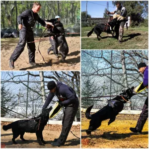 Photos supplémentaires: Chatterie de Legion East propose des chiots VEO