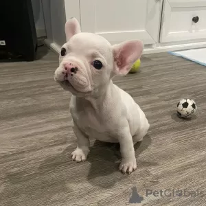 Photos supplémentaires: Chiots bouledogue français.