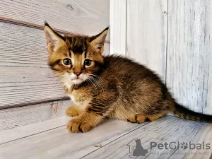 Photo №1. chausie - à vendre en ville de Москва | 916€ | Annonce № 9494