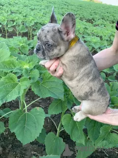 Photos supplémentaires: chiots bouledogues français