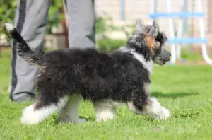 Photo №4. Je vais vendre chien chinois à crête en ville de Moscou. de la fourrière - prix - 213€