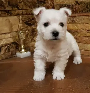 Photo №3. West Highland White Terrier avec un excellent pedigree de l'élevage. Ukraine